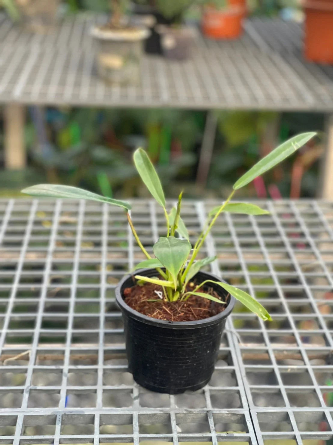 903 ジョーピー Philodendron.'Joepii'6枚葉 903 ジョーピー Philodendron.'Joepii'6枚葉