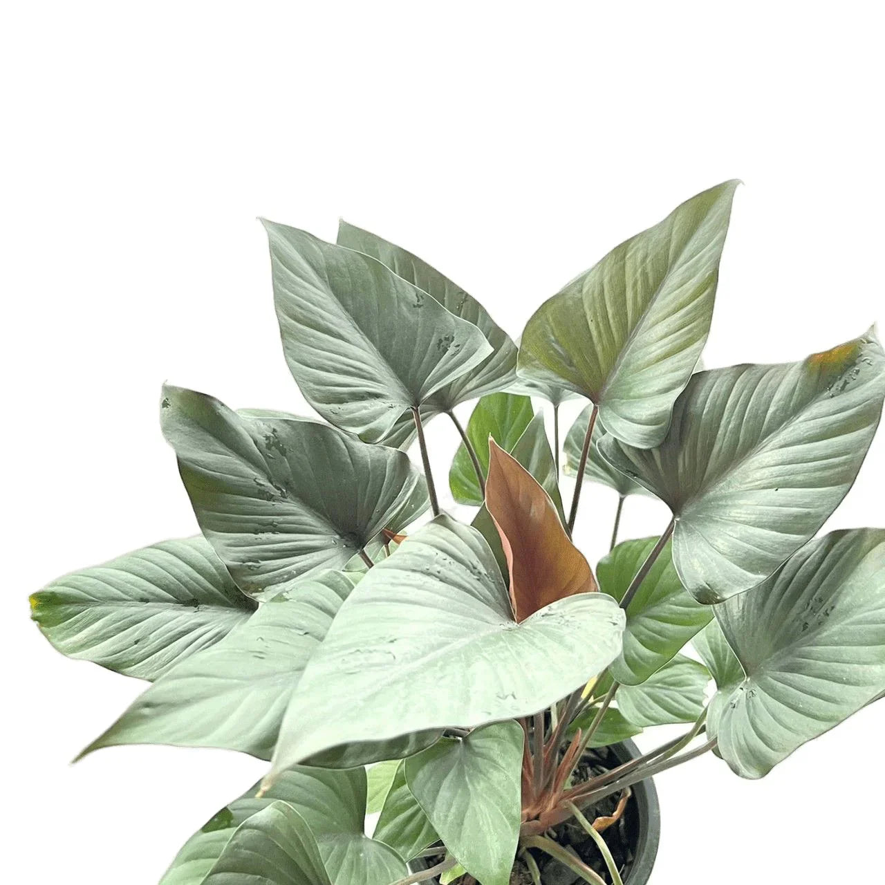 Homalomena  Thai Exotic Greenery
