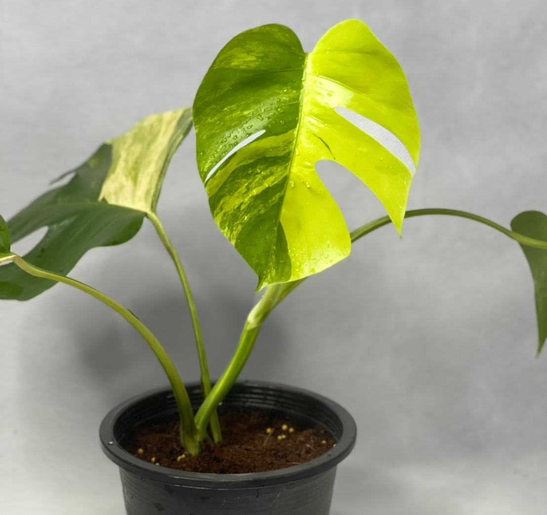 超希少／Monstera Deliciosa White Monster／天津蘭 - n3quimica.com.br