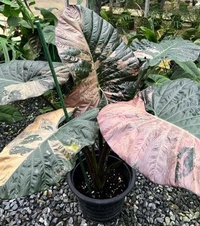 Variegata  Tagged "Thaumatophyllum" Thai Exotic Greenery