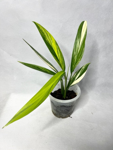 Epipremnum Yellow Flame High Variegated 