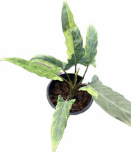 Load image into Gallery viewer, Alocasia lauterbachiana marble variegated