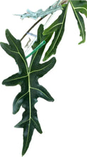 Load image into Gallery viewer, Alocasia porteii