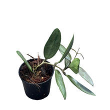 Load image into Gallery viewer, Hoya Silver Lady