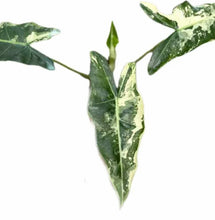Load image into Gallery viewer, Alocasia sarian variegated