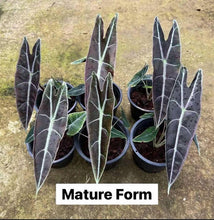 Load image into Gallery viewer, Alocasia Longiloba Purple / Black Cobra (Tissue culture)