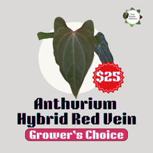Load image into Gallery viewer, Anthurium Hybrid (Red Vein) (Grower's choice)