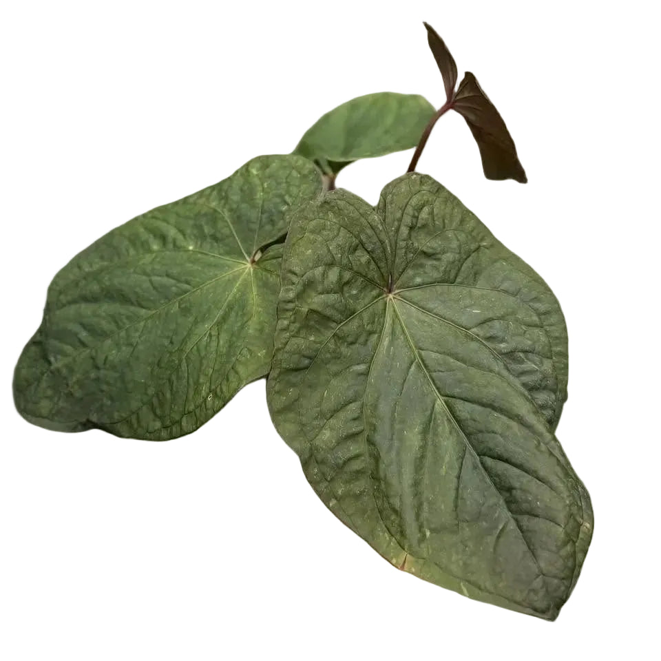 Anthurium kunayalense x Red Vein Dark Phoenix (RVDP) - TEG – Thai