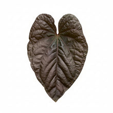 Load image into Gallery viewer, Anthurium Hybrid (Red Vein) (Grower's choice)