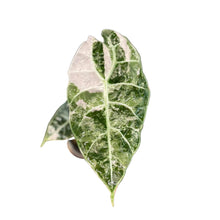 Load image into Gallery viewer, Alocasia watsoniana Doff Albo Variegated (Purple Vein)