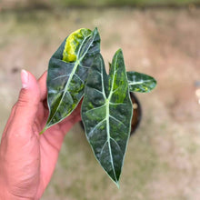 Load image into Gallery viewer, Alocasia dragon tooth aurea (Exact Plant)