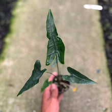 Load image into Gallery viewer, Alocasia zebrina reticulata (Exact Plant)