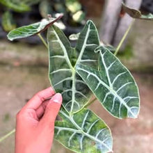 Load image into Gallery viewer, Alocasia watsoniana albo (moss) (Exact Plant)