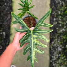 Load image into Gallery viewer, Alocasia porteii aurea (Exact Plant)