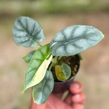 Load image into Gallery viewer, Alocasia silver dragon albo (Exact Plant)