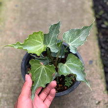 Load image into Gallery viewer, Anthurium Clarinervium “mini hurricane” (Exact Plant)