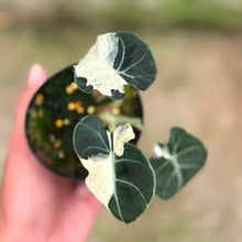 Load image into Gallery viewer, Alocasia black velvet “dalmantian” (Exact Plant)