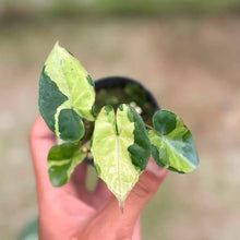 Load image into Gallery viewer, Alocasia yucatun “copy” (Exact Plant)