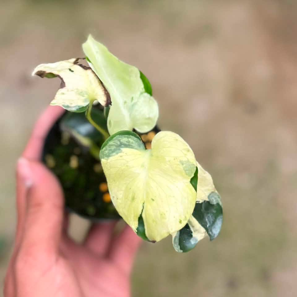 Monstera masterpiece mutation (Exact Plant) | TEG – Thai Exotic