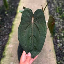 Load image into Gallery viewer, Anthurium Red vein dark phoenix (Clone Cutting) (Exact Plant)