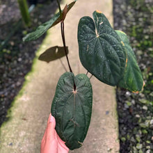 Load image into Gallery viewer, Anthurium Red vein dark phoenix (Clone Cutting) (Exact Plant)