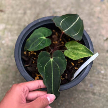 Load image into Gallery viewer, Anthurium Carlablackiae selfing (Exact Plant)