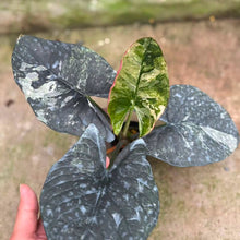 Load image into Gallery viewer, Alocasia reginae albo (Exact Plant)
