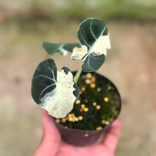 Load image into Gallery viewer, Alocasia black velvet “dalmantian” (Exact Plant)
