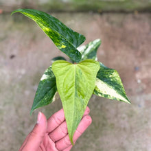Load image into Gallery viewer, Anthurium Pterodactyl hybrid variegated x Nigrolaminum gigi (Exact Plant)