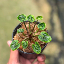 Load image into Gallery viewer, Anthurium Magnificum x Besseae aff mutation (cup form) Fresh cut (Exact Plant)