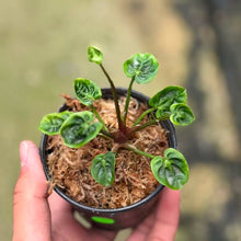 Load image into Gallery viewer, Anthurium Magnificum x Besseae aff mutation (cup form) Fresh cut (Exact Plant)