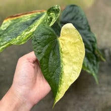 Load image into Gallery viewer, Anthurium Heart of Luck variegated (Exact Plant)