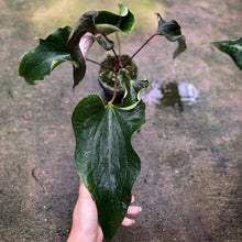 Load image into Gallery viewer, Anthurium Medusa (Exact Plant)