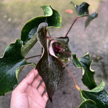 Load image into Gallery viewer, Anthurium Medusa (Exact Plant)