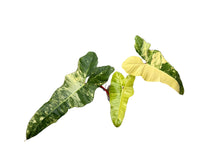 Load image into Gallery viewer, Philodendron florida beauty x billietiae variegated