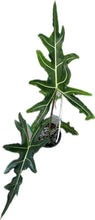 Load image into Gallery viewer, Alocasia porteii