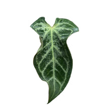 Load image into Gallery viewer, A. magnificum x (zara x michelle) "blisters"