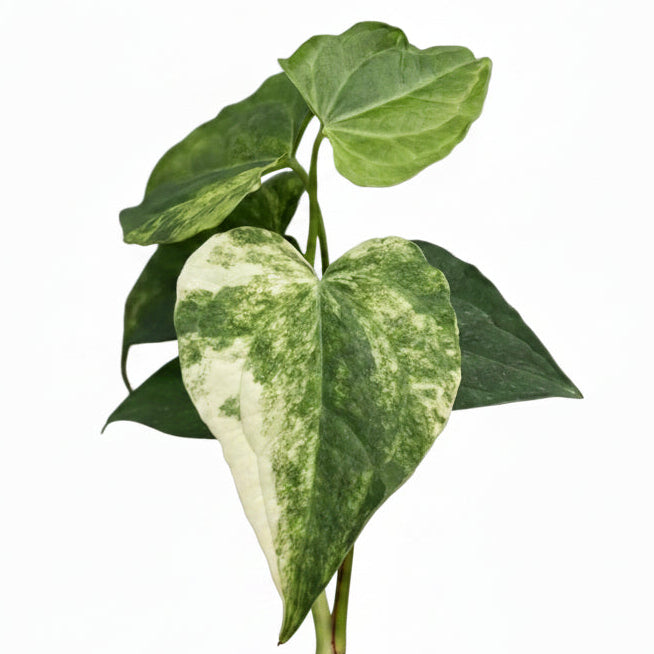Anthurium (pedatoradiatum x crystallinum) aurea variegated – Thai