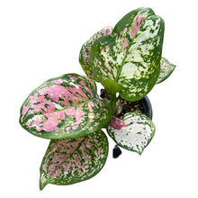 Load image into Gallery viewer, Aglaonema Anyamanee tricolor with pink, cream, and green variegated leaves in a pot