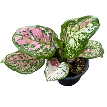 Load image into Gallery viewer, Aglaonema Anyamanee tricolor with pink, cream, and green variegated leaves in a pot