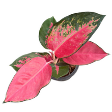 Load image into Gallery viewer, Aglaonema Chang Dang with bright red leaves and green edges in a pot.