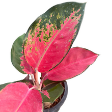 Load image into Gallery viewer, Aglaonema Chang Dang with bright red leaves and green edges in a pot