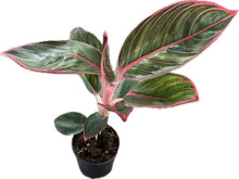 Load image into Gallery viewer, Aglaonema Khanza with deep green leaves and bright pink veins.