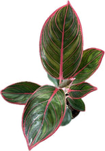 Load image into Gallery viewer, Aglaonema Khanza with deep green leaves and bright pink veins.
