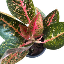 Load image into Gallery viewer, Aglaonema Sumatra with dark green leaves and bright pink variegation.