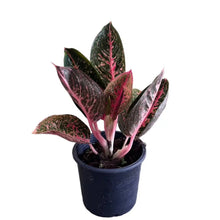 Load image into Gallery viewer, Aglaonema Sumatra with dark green leaves and bright pink variegation.