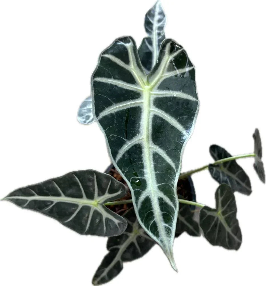 philodendron bambino Alocasia Bambino – A Compact Beauty with Bold Leaves 2.5" Pot