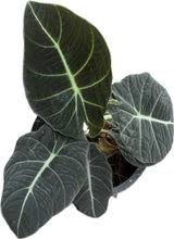 Load image into Gallery viewer, Alocasia Black Velvet with dark velvety leaves and striking silver-white veins.