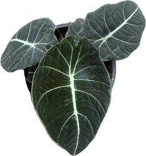 Load image into Gallery viewer, Alocasia Black Velvet with dark velvety leaves and striking silver-white veins.