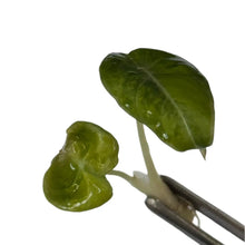 Load image into Gallery viewer, Alocasia Black Velvet Aurea Variegated with golden-yellow marbled foliage